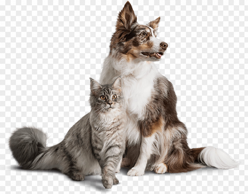 Dog Food Cat Kidney Disease PNG