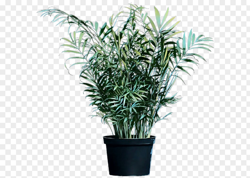 Palm Trees Flowerpot Houseplant Chamaedorea Plants PNG