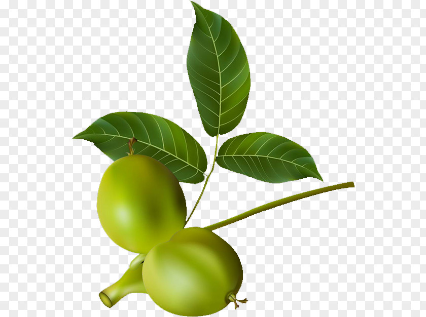 Pear Walnut Dried Fruit PNG