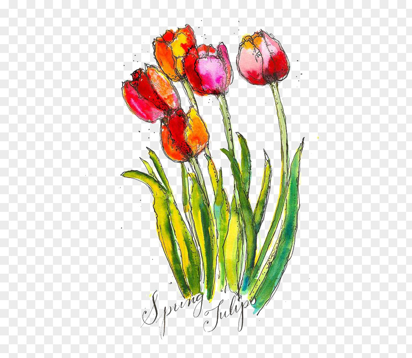 Watercolor Rose Tulip Watercolour Flowers Painting PNG