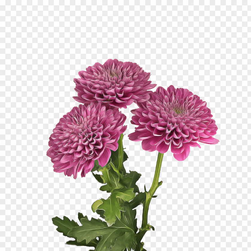 Chrysanthemum Annual Plant Herbaceous Flower Cut Flowers PNG