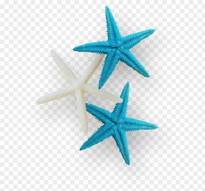 Flowers Texture Starfish Sea Clip Art PNG