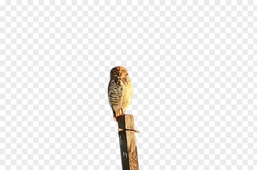 Twig Bird Of Prey PNG