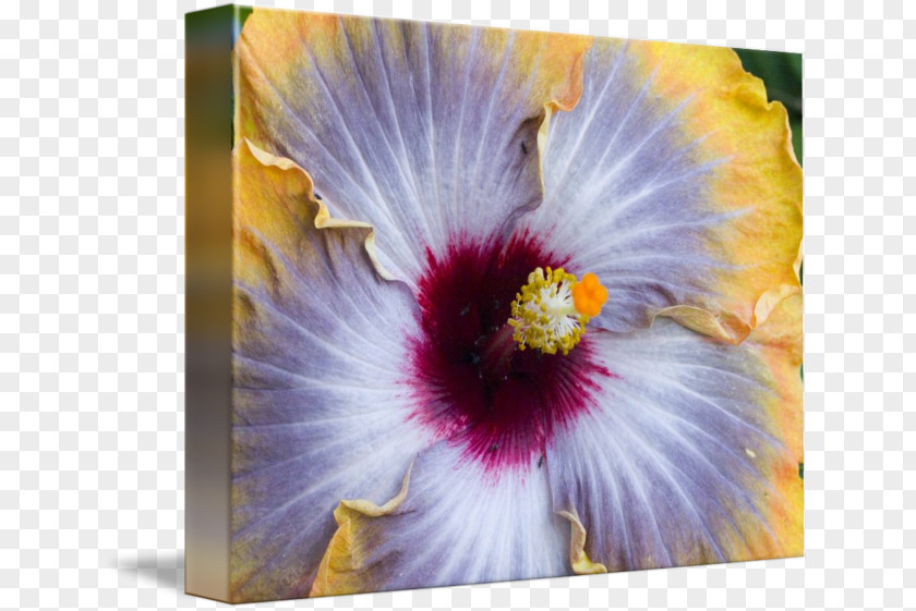 Violet Rosemallows Painting Wildflower Family PNG