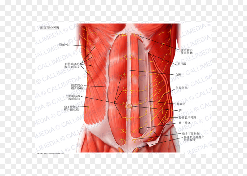 Appareil Digestif Abdominal Wall Rectus Abdominis Muscle Abdomen Transverse Nerve PNG
