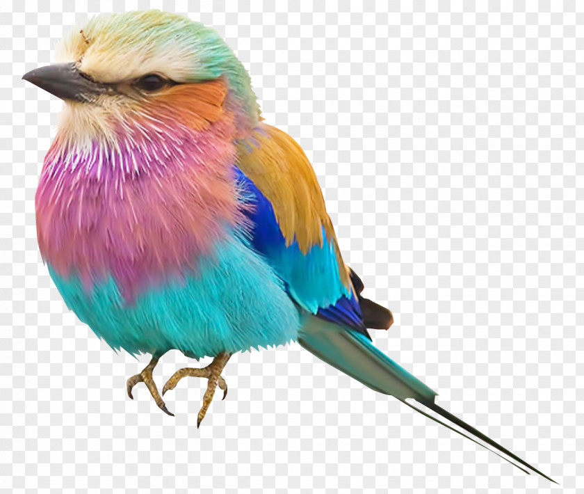 Bird Lilac-breasted Roller Color Pink Robin Clip Art PNG