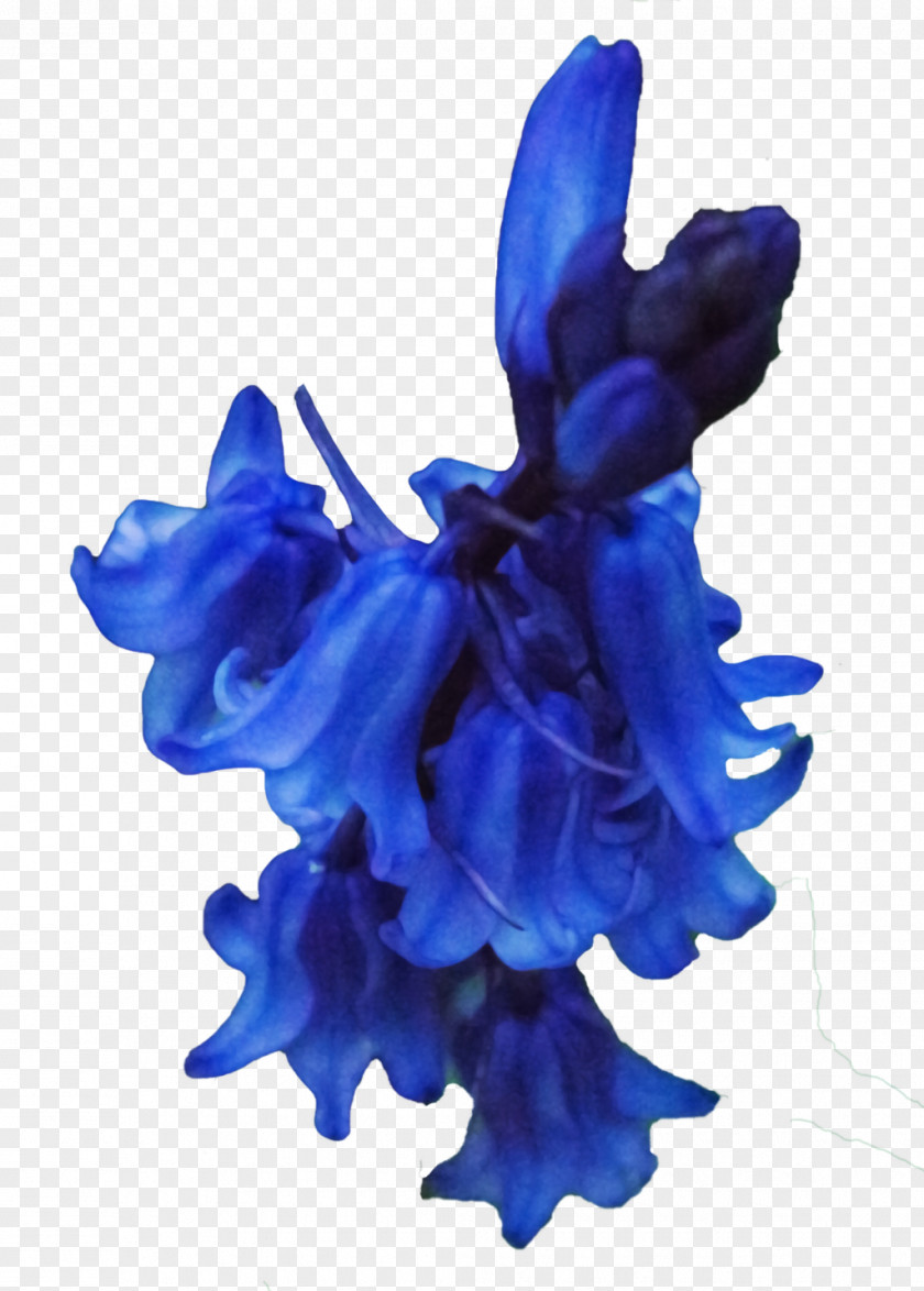 Bluebells Cut Flowers Petal PNG