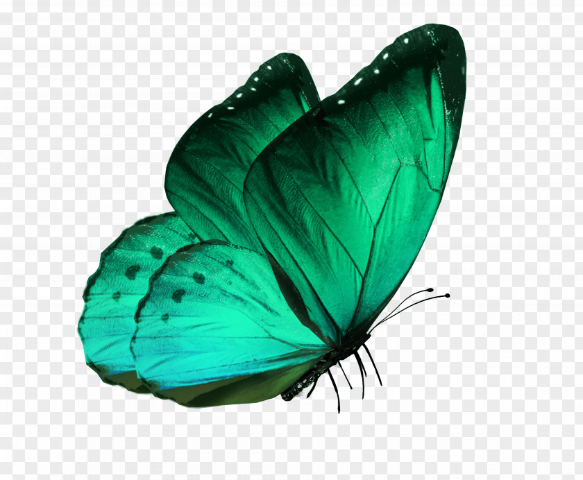 Butterflies Stock Photography Royalty-free Clip Art PNG