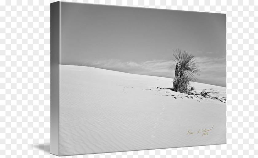 Design White Picture Frames Rectangle PNG