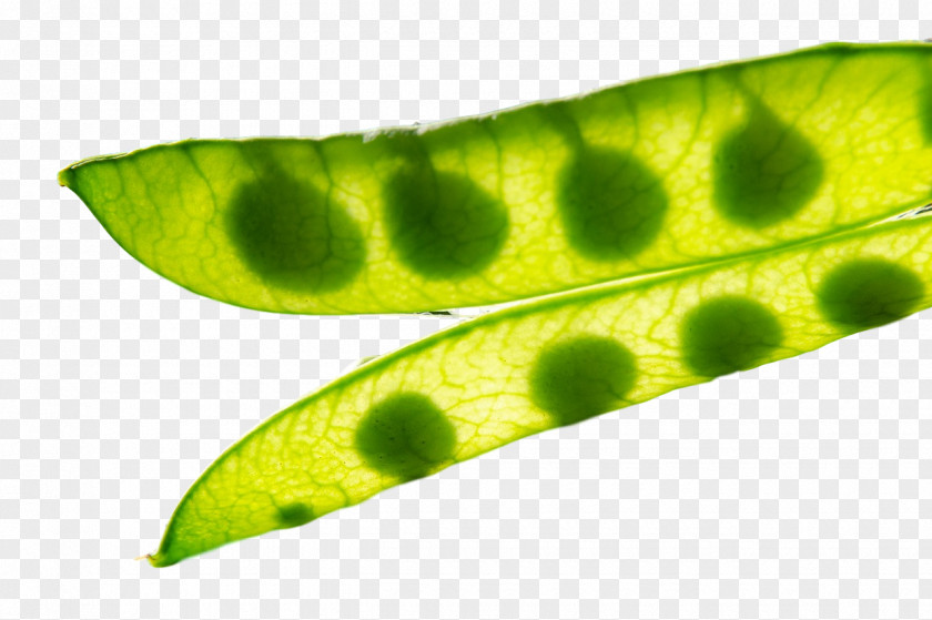 Plant Stem Leaf Pathology Close-up PNG