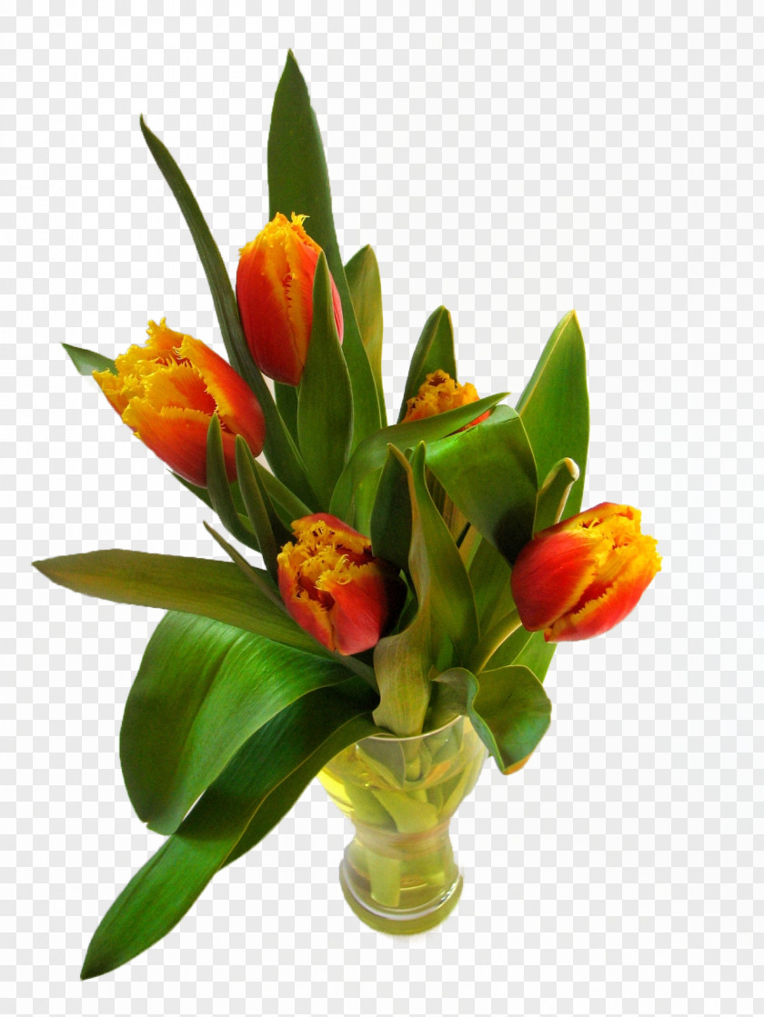 Potted Tulips Tulip Time Festival Flowerpot PNG