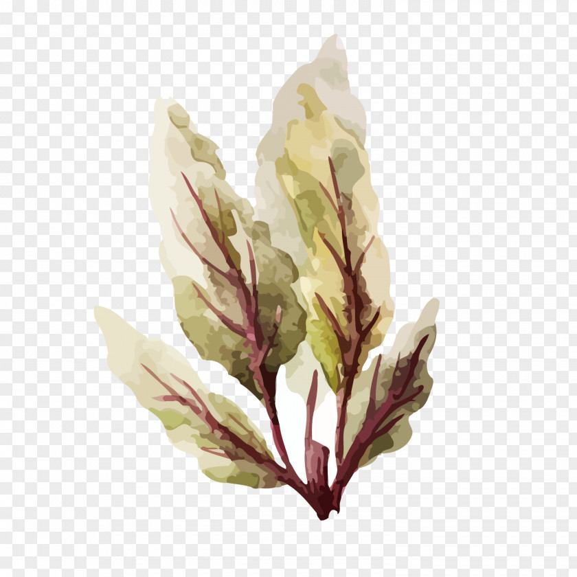 Vector Hand-painted Leaves Vegetable Watercolor Painting Food Illustration PNG