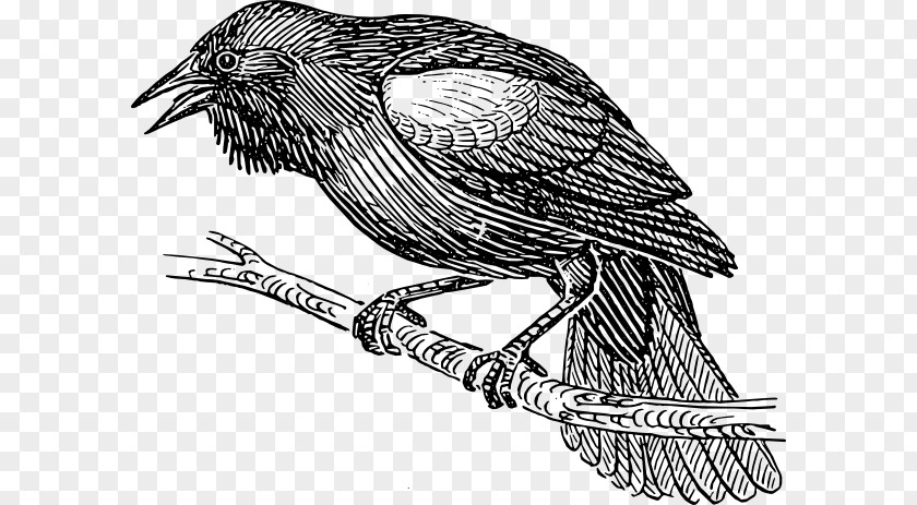 Blackbird Cliparts Common Drawing Clip Art PNG