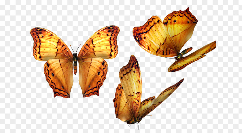 Butterfly Software Clip Art PNG