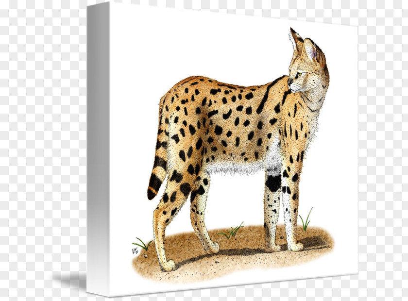 Cheetah Whiskers Wildcat Fauna PNG