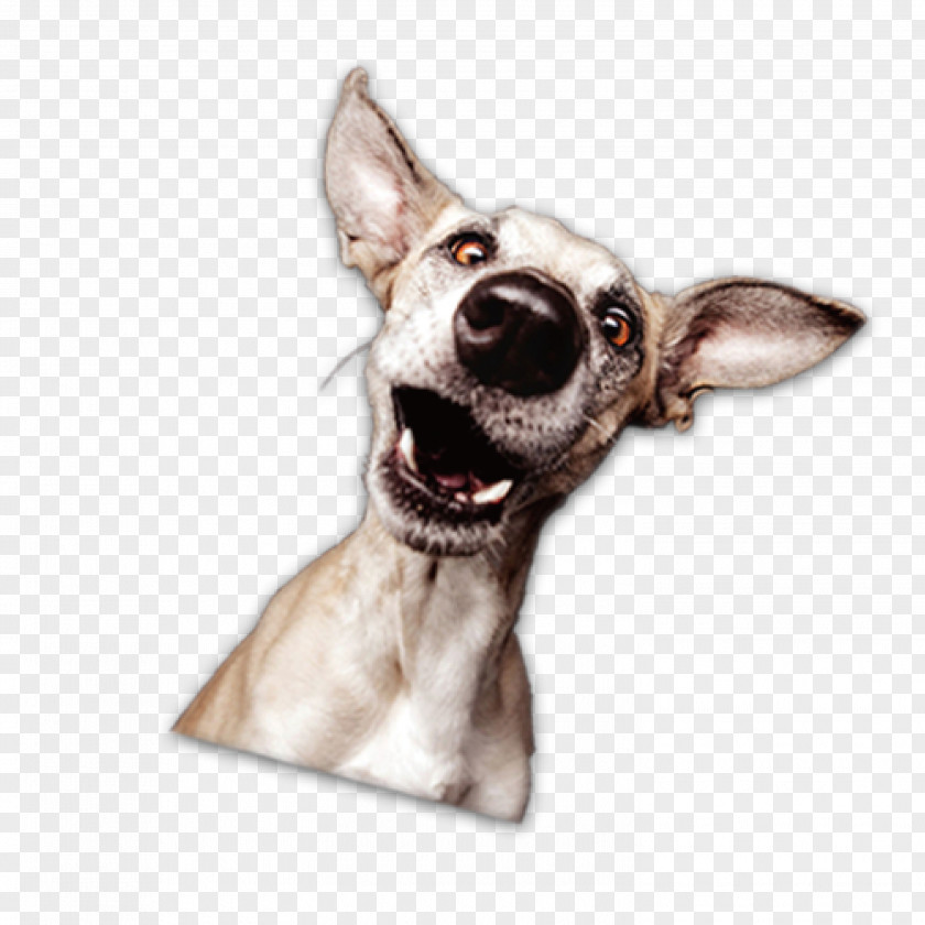 Dog Avatar Italian Greyhound Whippet Breed PNG