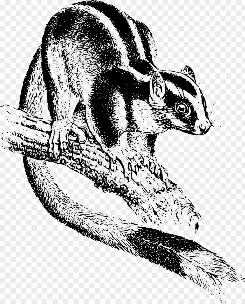 Koala Chipmunk Marsupial Vertebrate Opossum Phalangeriformes PNG