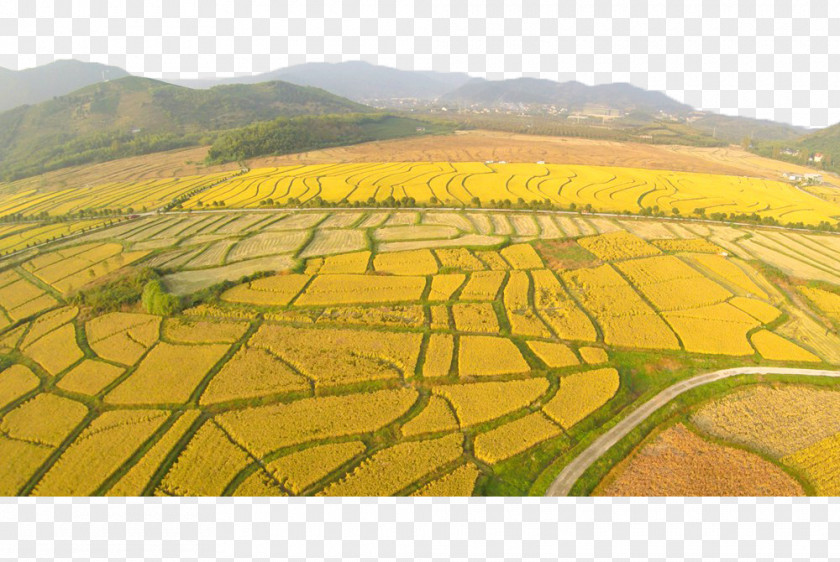 Neat Rice Fields Deqing County, Zhejiang Paddy Field Huzhou Oryza Sativa PNG