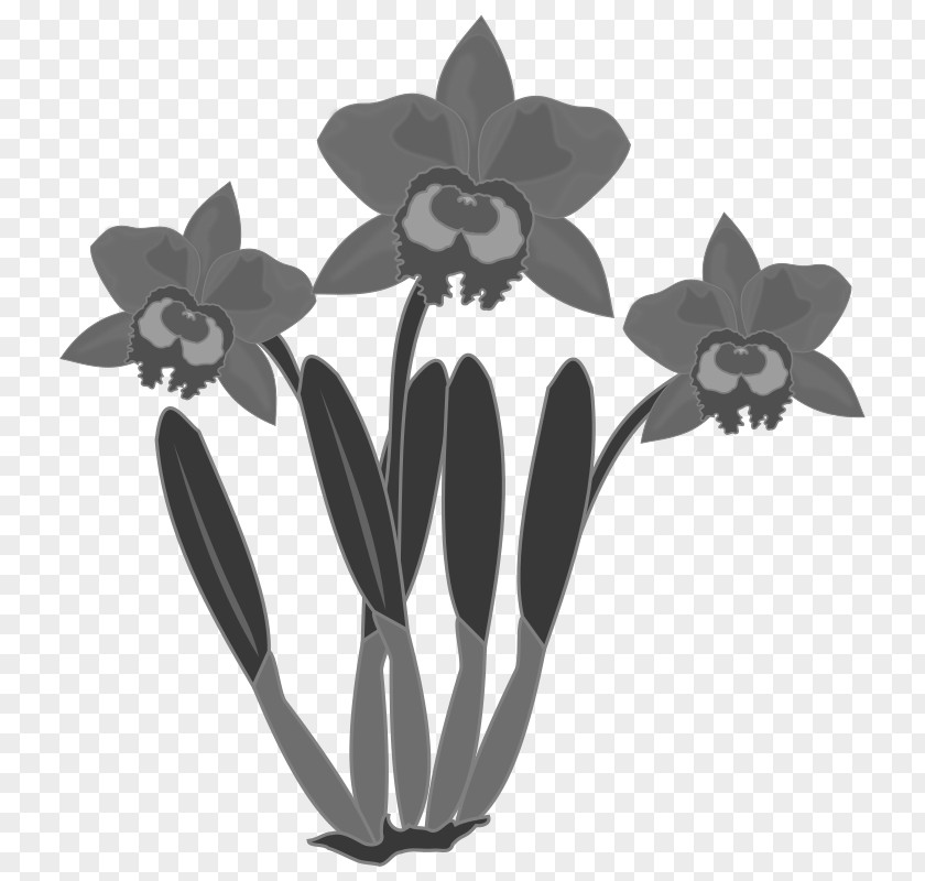 Orchids Clip Art PNG