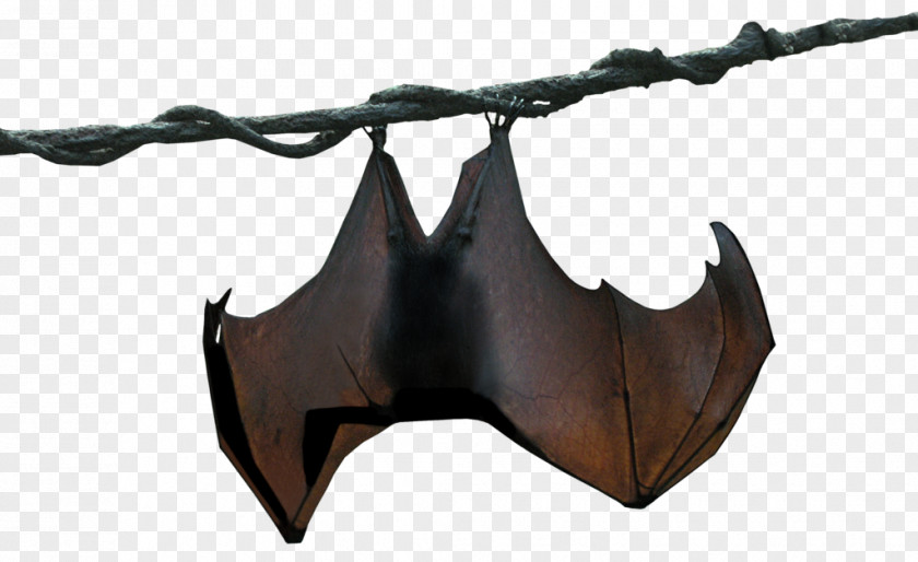Bat Megabat Stellaluna Animal PNG