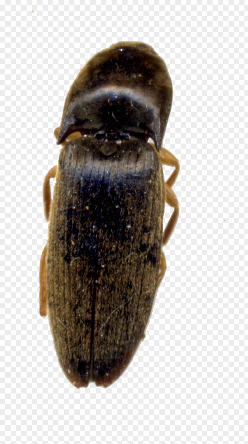 Bee Beetle Scarab Terrestrial Animal Pest PNG
