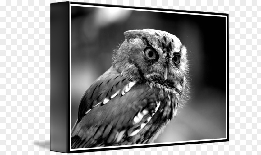 Black And White Owl Beak Wildlife PNG