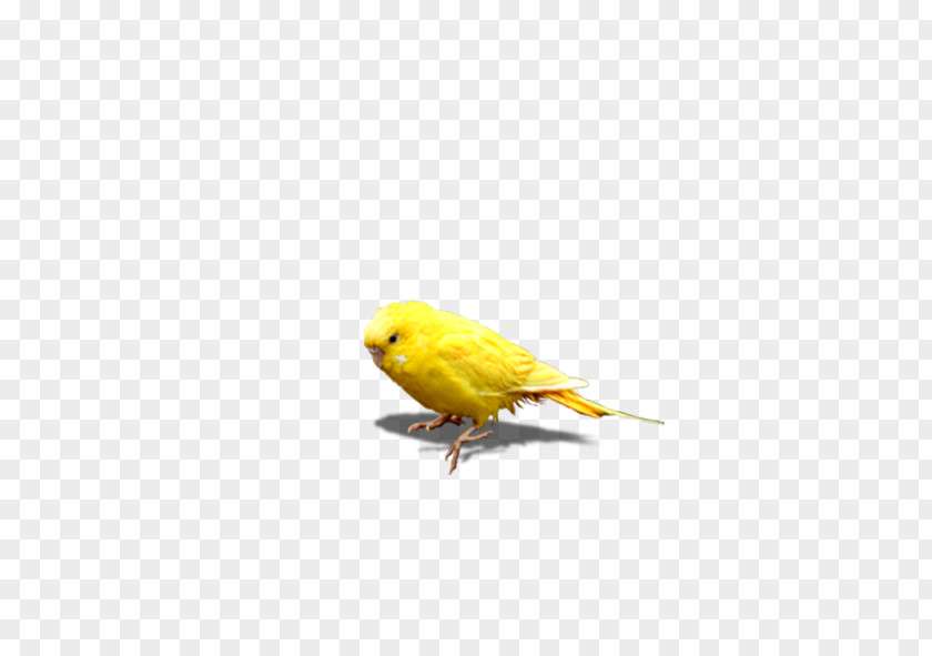 Chick Chicken Icon PNG