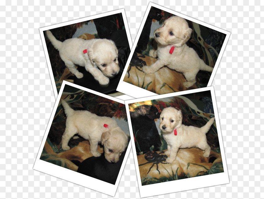 Puppy Dog Breed Sporting Group Retriever Companion PNG