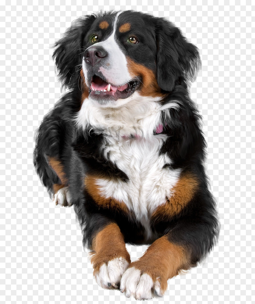 Bernese Mountain Dog Breed Greater Swiss Companion PNG