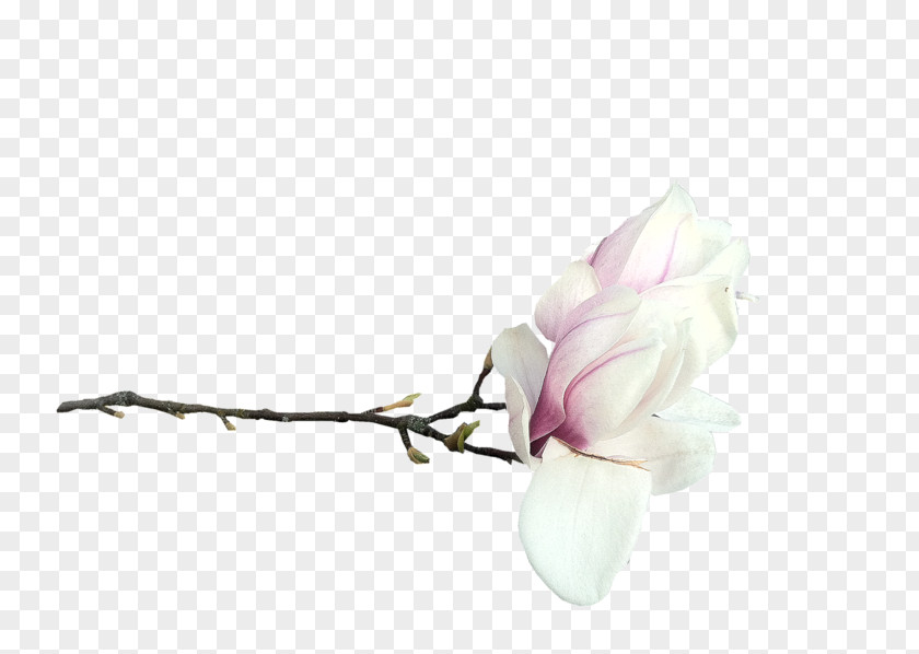 Flower Southern Magnolia Blog Clip Art PNG