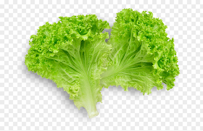 Lettuce Butterhead Sandwich Romaine Leaf Vegetable PNG