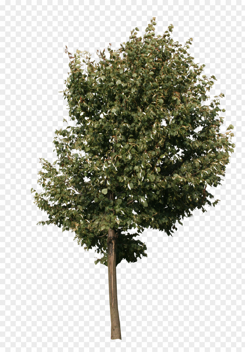 Pine Tree Acer Campestre Oak Clip Art PNG