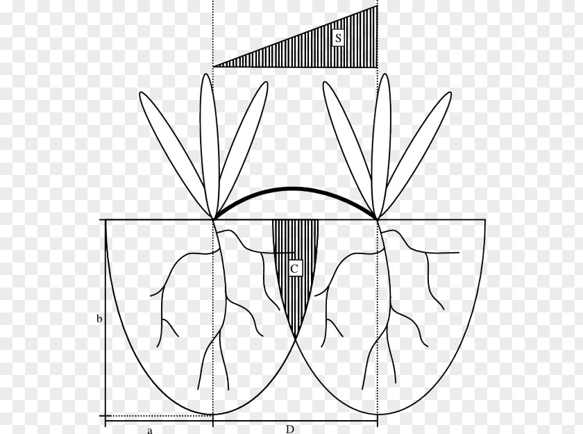 Plant Clonal Colony Resource Competition Biology PNG