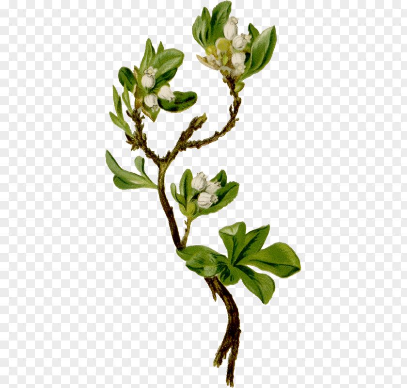 Cartoon Plants Arctostaphylos Alpina Madrones Stock Photography Flowering Plant PNG