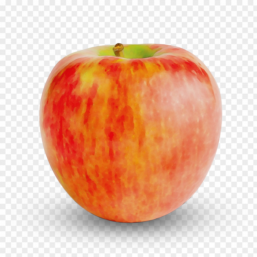 Drupe Malus Watercolor Rose PNG