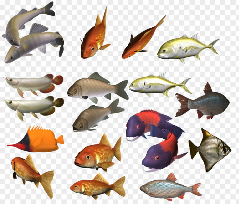 Fish Shoaling And Schooling Clip Art PNG