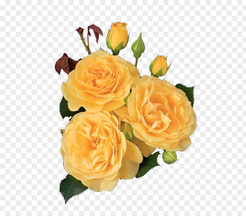 Flower Garden Roses Floribunda Cabbage Rose Julia Child Shrub PNG