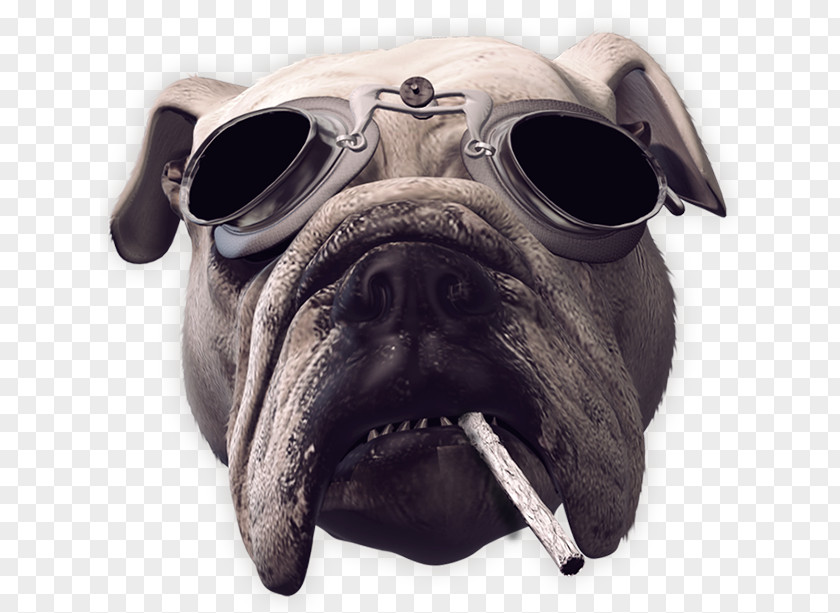 Pug Dirty Dynamite Dög Song Krokus Toy Dog PNG