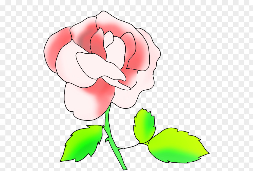 Rose Clip Art Garden Roses Drawing Image Floral Design PNG