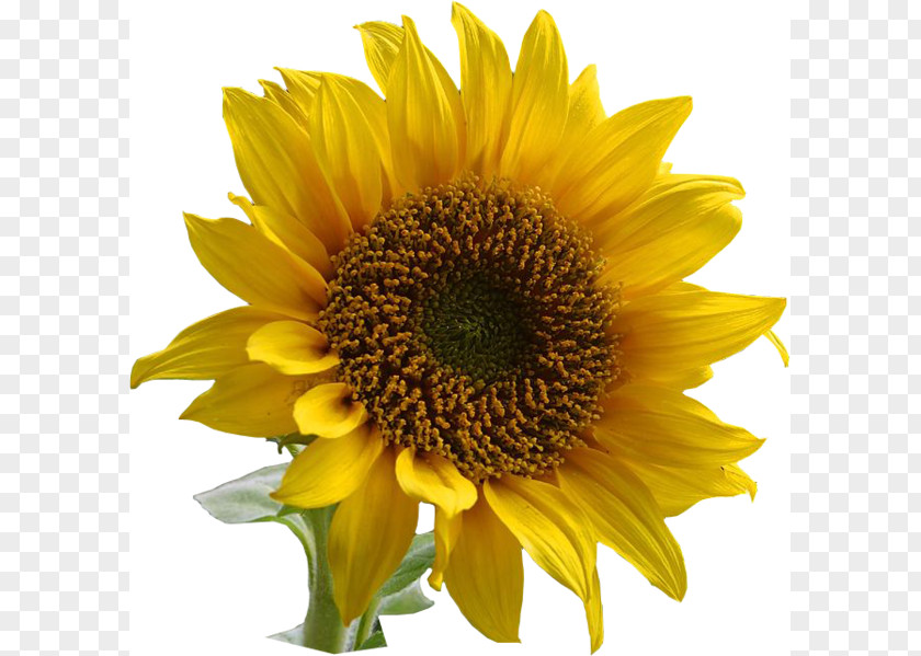 Sunflower Border Common Clip Art PNG