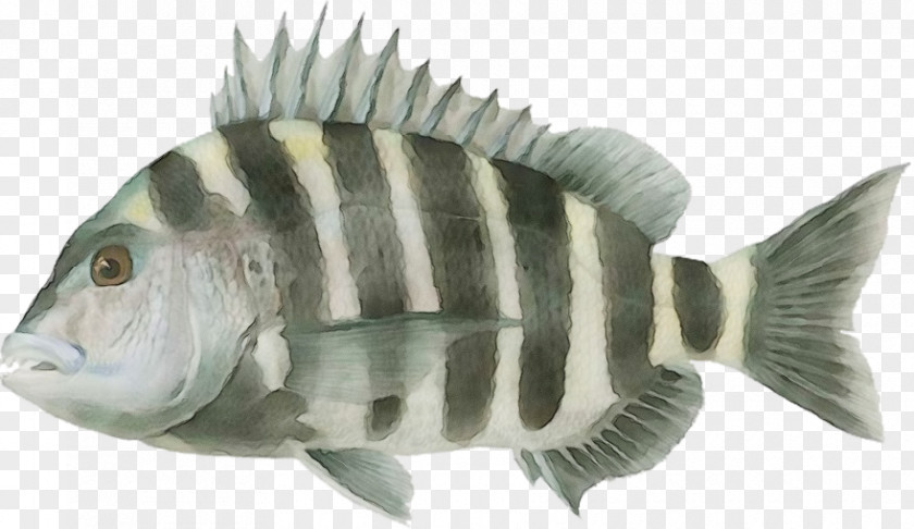 Bonyfish Perch Fish Tilapia Pilotfish Pomacentridae PNG