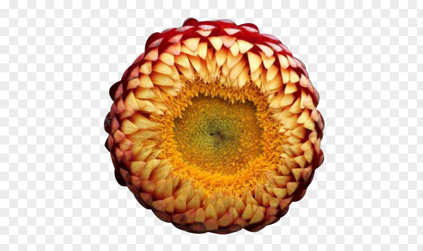 Chrysanthemum Large Flower Buds Picture Material Curry Plant Xerochrysum Bracteatum PNG