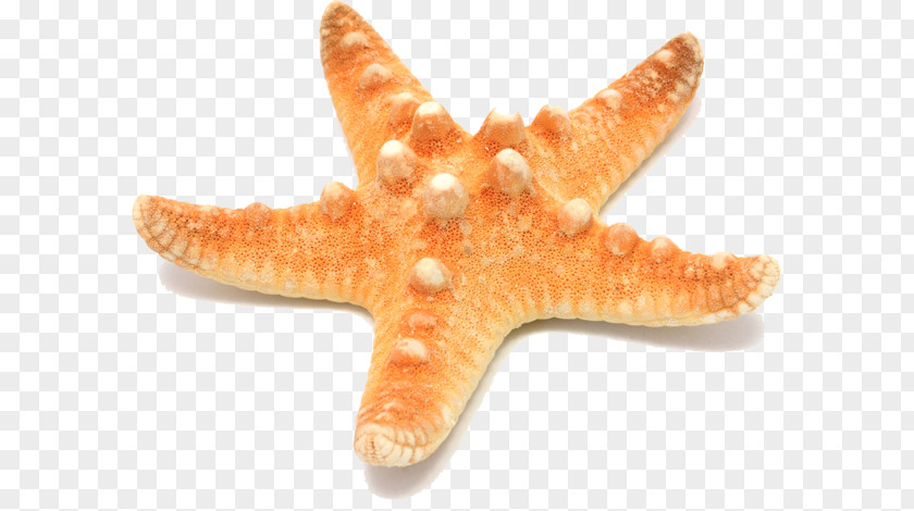 Laser Treatment Starfish Desktop Wallpaper PNG