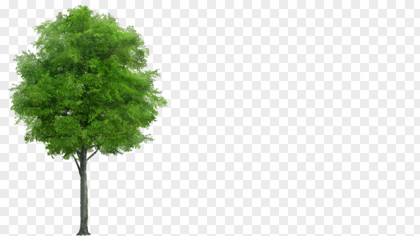 Tree Neem PNG