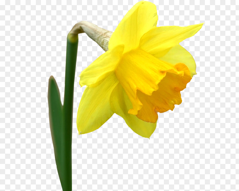 Une Fleur Jaune Flower Bouquet Yellow Daffodil Clip Art PNG