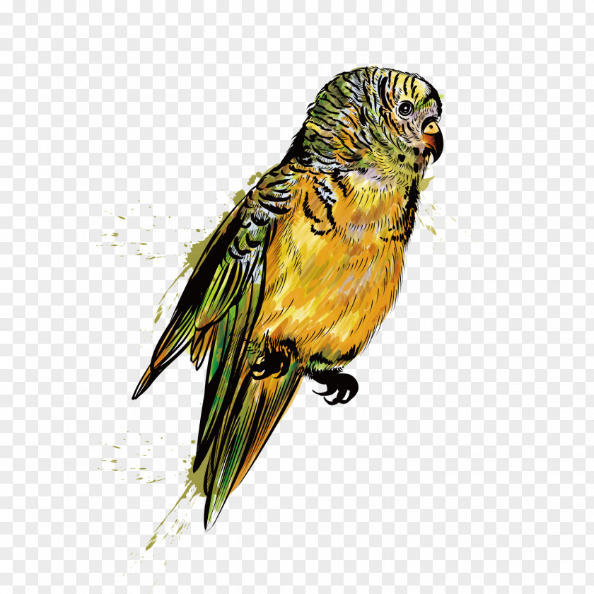 Vector Small Parrot Bird Budgerigar Illustration PNG