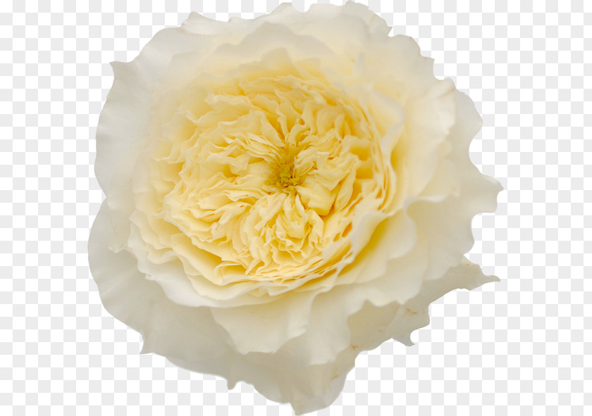 White Roses Garden Flower Vase Life PNG