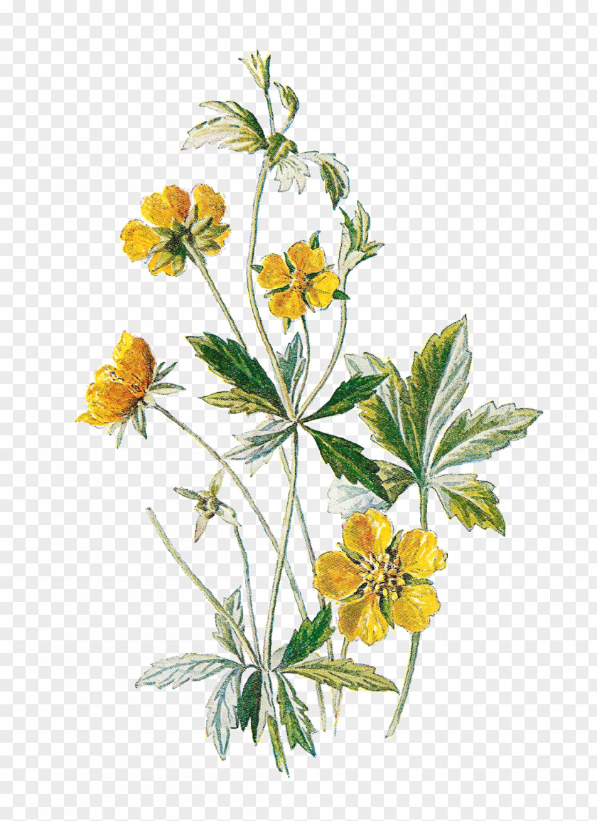 Botanical Wildflower Clip Art PNG