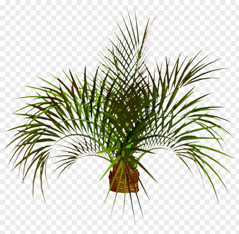 Clip Art Image Palm Trees Transparency PNG