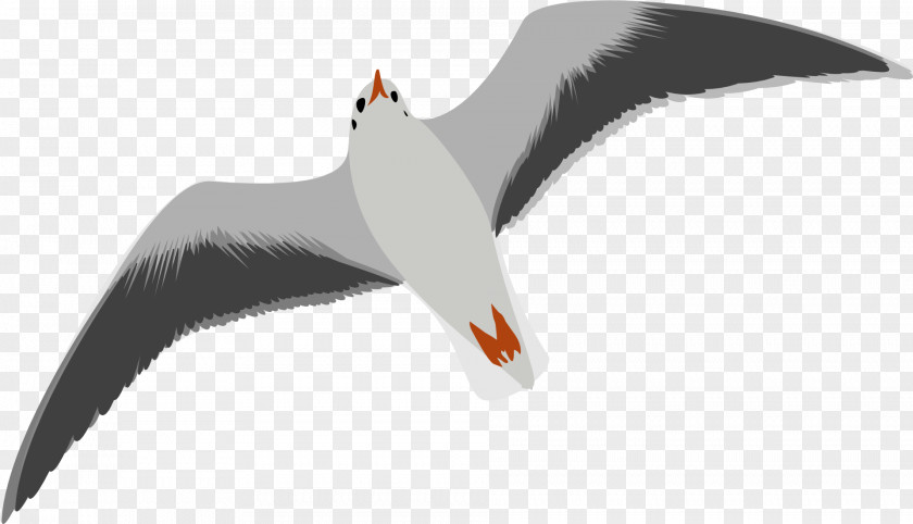 Gull Gulls Bird European Herring Clip Art PNG